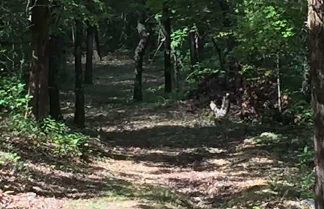 Cherokee mountain log cabin resort - Foto 73