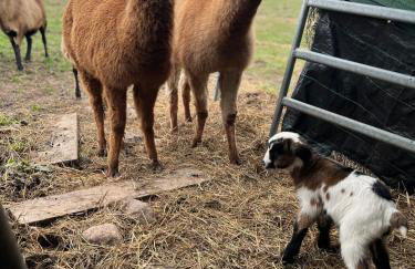 Blaues Haus-Urlaub mit Alpakas oder nur eine schöne Unterkunft in der schaalseergion - Foto 12
