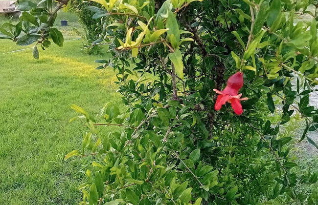 Villa in a Pomagranate Orchard - Foto 30