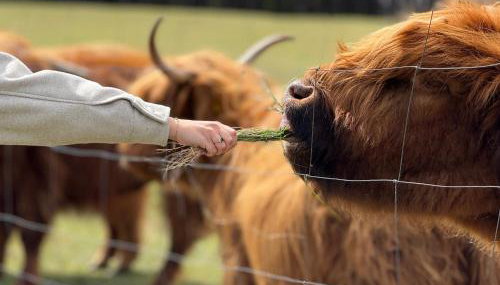 Tiny house in the forest - Foto 5