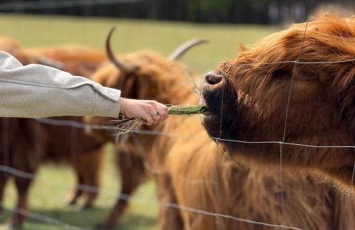 Tiny house in the forest - Foto 5