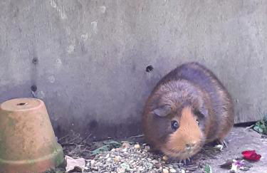 Le Nid d'été - Foto 12