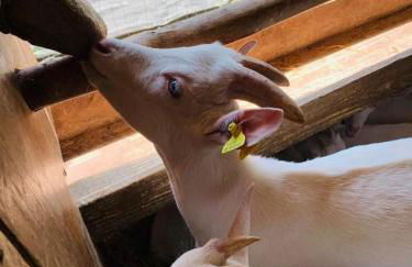 Il Giardino Dorato - Foto 14