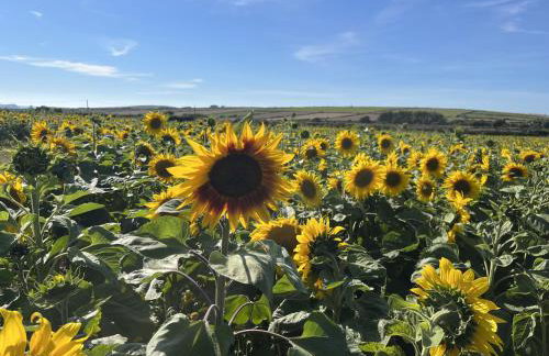 The Farmhouse - Foto 33