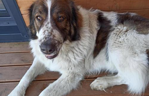 Chabrowa Polana domek - Foto 13