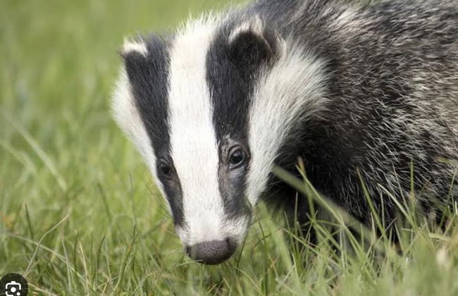 Freshwater - Hot Tub - Pet Friendly - Garden - Foto 15