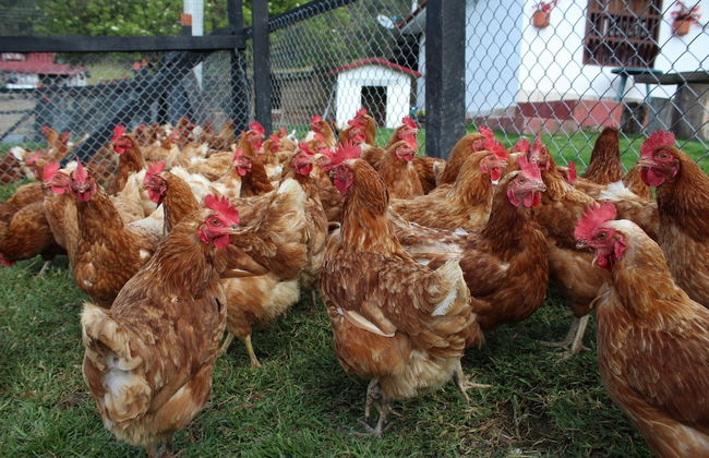 El Hostel Granjero - Foto 32