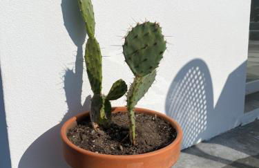 Vale Penedo - Photo 24