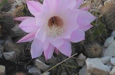 CASADORATA buen retiro vista mare - Foto 28