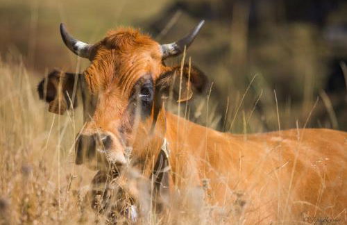 Chez Francine - Photo 28