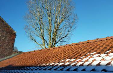 spéculoos et chicorée - Foto 18