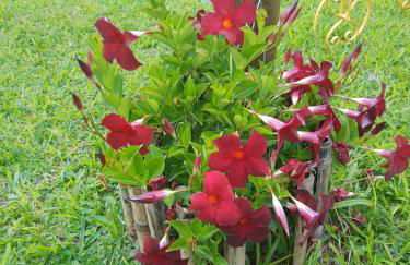 Sítio Recanto do Araçá - Foto 75