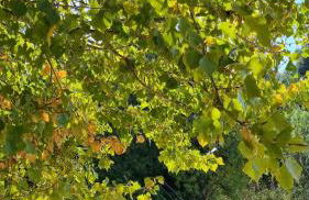 Les Valletes - Foto 19