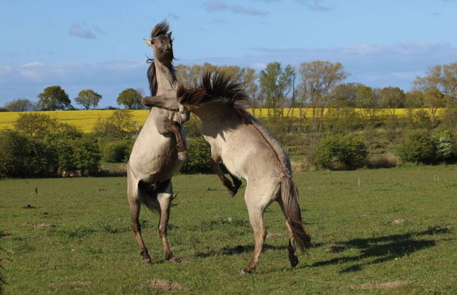 Holiday Home Beach and Nature - Foto 13