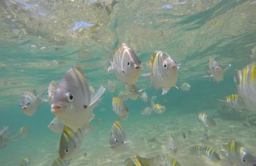 Flat Dona Flora - Foto 24