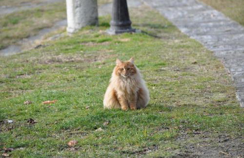 Villa Le Vignole - Photo 52