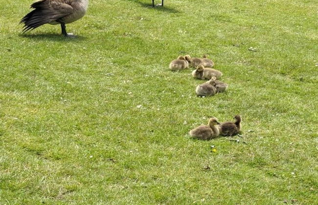 Superior 6 Berth Holiday Home in Suffolk, - Foto 12