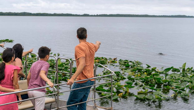 Você verá a vida silvestre que habita os Everglades!