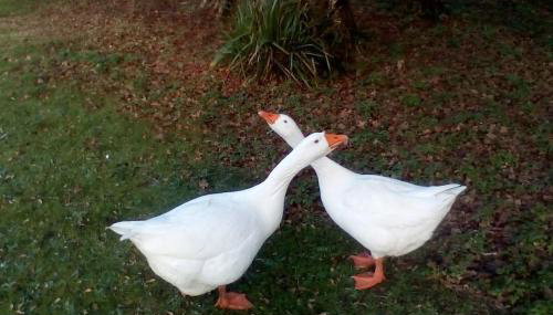 Owlhoot Annexe - Foto 3