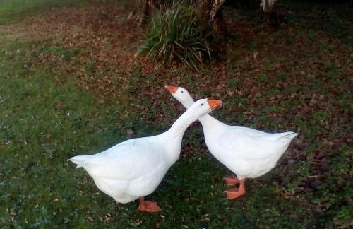 Owlhoot Annexe - Foto 3