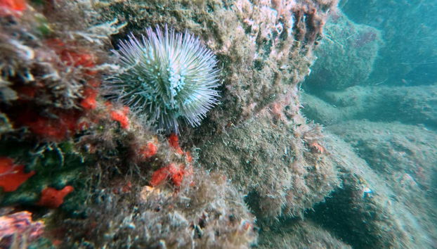 Fondo marino de la playa da Sepultura