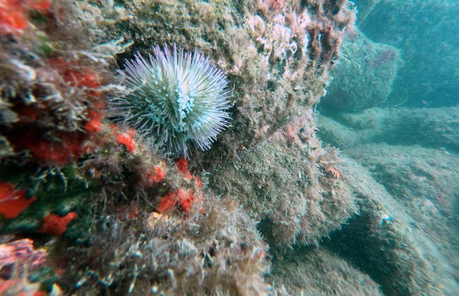 Snorkeling alla spiaggia di Sepultura - Foto 3