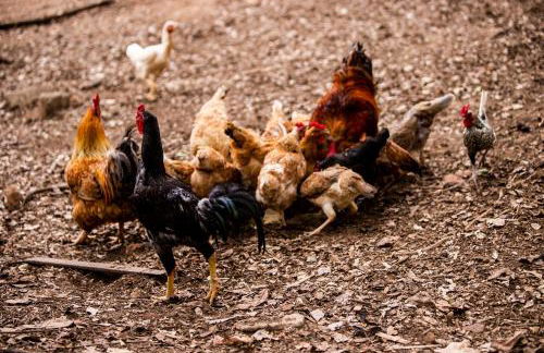 Hotel Fazenda Horizonte Belo - Foto 20