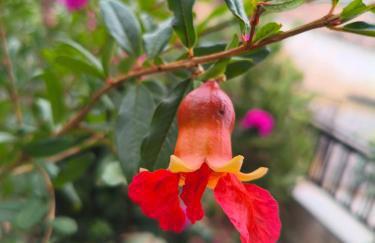 Serene Country House (near Ancient Tiryns) - Foto 24