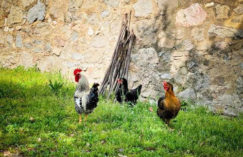 El Buxaus de la Muntanya - Foto 47