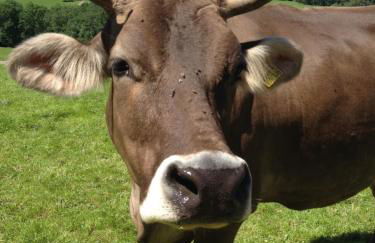 Ferienwohnung Heimatliebe - Photo 1