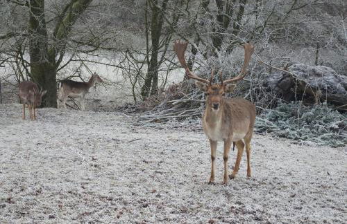 Winzerhof Düring - Foto 6