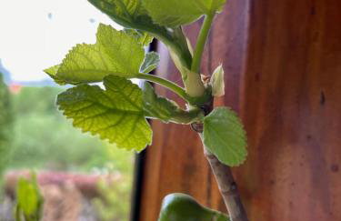 Frankenberg-am-Wald Frankenberg an der Eder - Foto 43