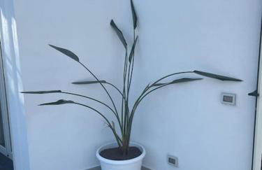 Sweet home. Casa vacanza Ischia. - Foto 21