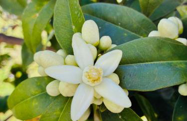 Az. Agricola Agriturismo Lo Schiucciolo - Photo 4