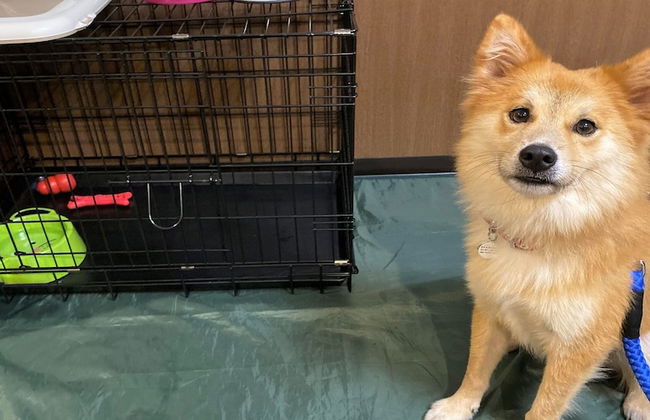 SmartCondo Tomari - Foto 18