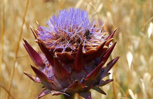 Agriturismo Le Serre - Foto 45