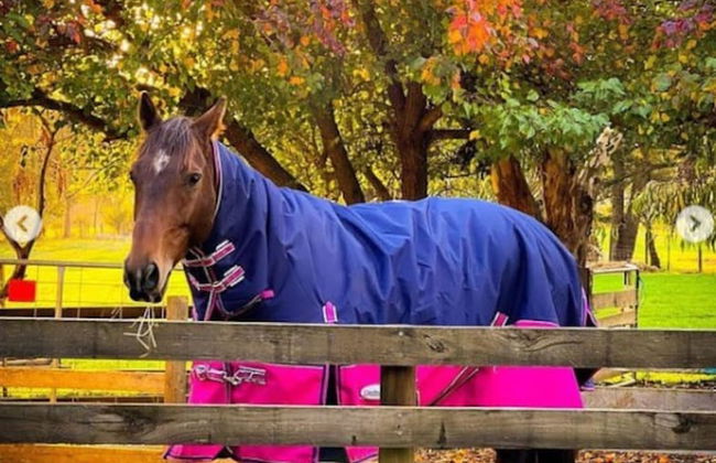 Jilly Park Farm Interactive Experience - Foto 22