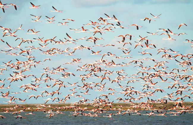 Tour en 4x4 por el Parque Nacional de Doñana - Foto 7