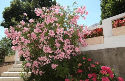 Apartments Juranić - Photo 21