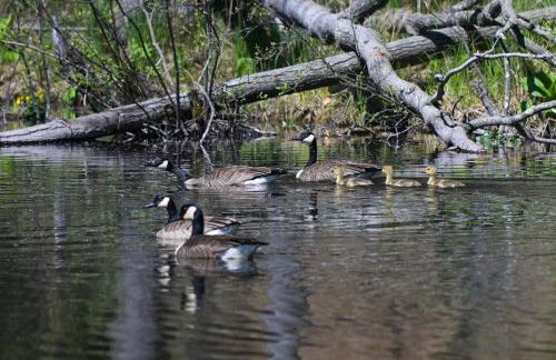Ice Fishing On-Site Waterfront Nekoosa Home! - Foto 33