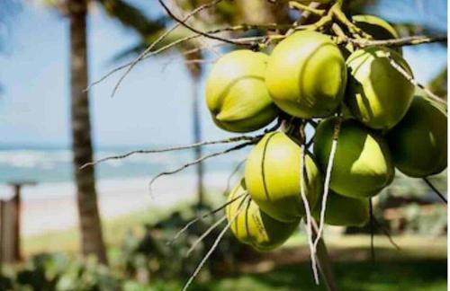Seu cantinho no paraíso de Guarajuba - Bahia - Foto 10