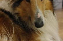 Ranczo Popowice - Foto 12