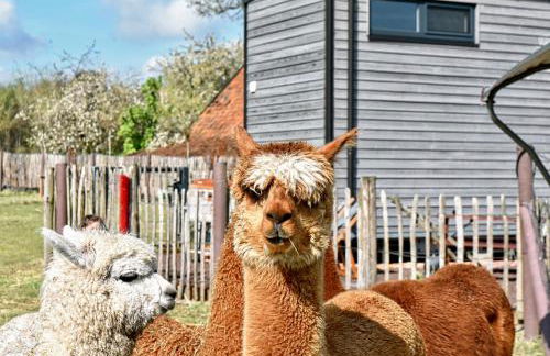 Tiny House Alpakablick - inklusive Alpaka Meet & Greet an bestimmten Terminen - Foto 1