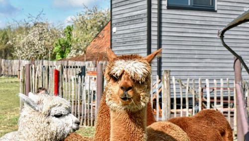 Tiny House Alpakablick - inklusive Alpaka Meet & Greet an bestimmten Terminen - Foto 1