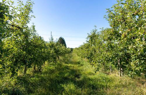Pomme de Reinette - Foto 8