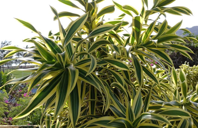 Banyan Harbor Resort - Foto 80