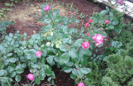 Apartman Laurus Malinska - Foto 2