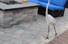 Classic Floridian Oasis w/Pool - Foto 18