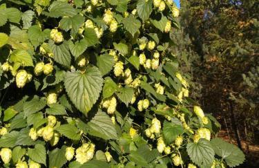 Birchy Hills - Foto 25