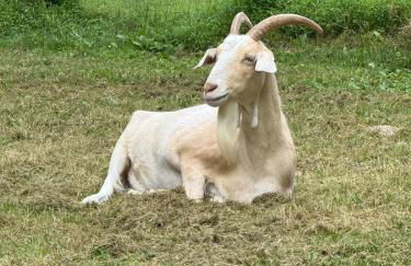 Log Cabin at the Goat Sanctuary - Foto 59